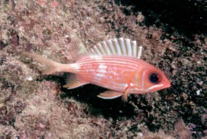 Squirlfish - shot in the Bahamas