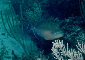 Queen Triggerfish - Bahamas