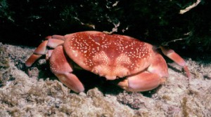 Crab - Bahamas