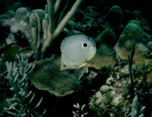 Spotfin Butterflyfish - Belize