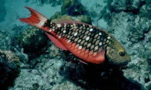 Stoplight Parrotfish - Belize