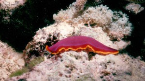 Nudibranch - Bonaire