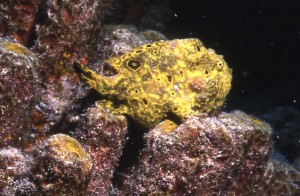 frogfish - Bonaire