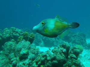 orange filefish-02